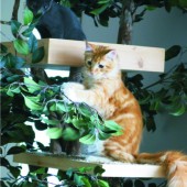 web pic